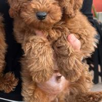 Cucciolo di barboncino nano