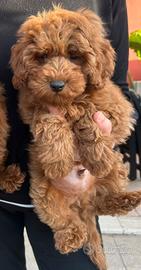 Cucciolo di barboncino nano