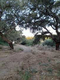 Sughero in pianta
