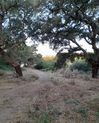 Sughero in pianta