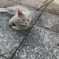 Maschio british Shorthair