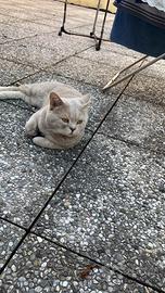 Maschio british Shorthair