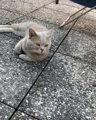 Maschio british Shorthair