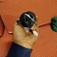 3 cuccioli 2 femmine 1 maschio madre e padr