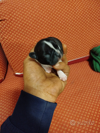 3 cuccioli 2 femmine 1 maschio madre e padr