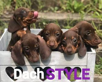Cuccioli bassotto PEDIGREE ALLEVAMENTO ENCI