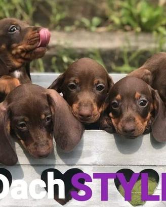 Cuccioli bassotto PEDIGREE ALLEVAMENTO ENCI