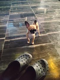 xreèm chihuahua mini Toy 