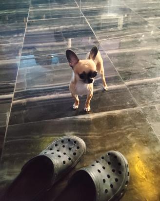 xreèm chihuahua mini Toy 