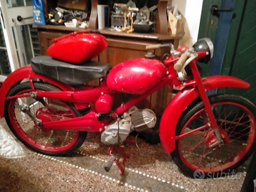 Cardellino e zigolo moto Guzzi