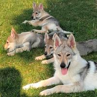 Cane lupo cecoslovacco