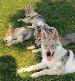 Cane lupo cecoslovacco