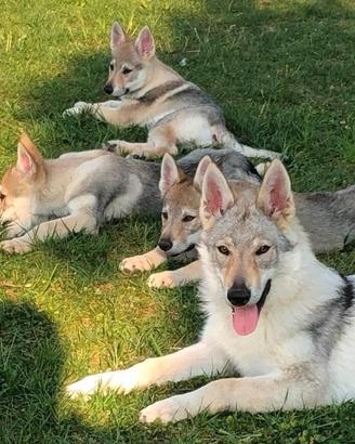 Cane lupo cecoslovacco