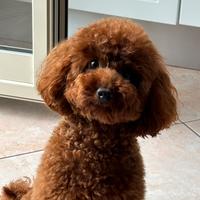 Barboncino per monta