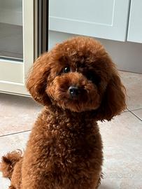 Barboncino per monta