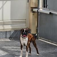 Boxer tigrato per monta