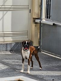 Boxer tigrato per monta