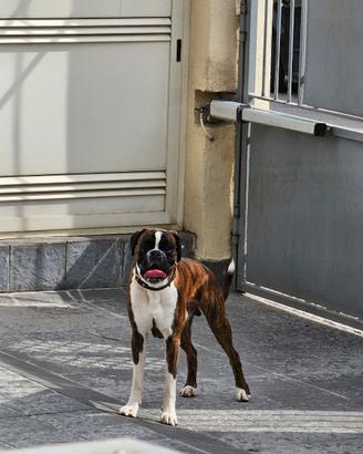Boxer tigrato per monta