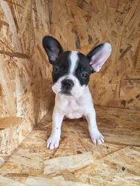 Bulldog francesi mondiali