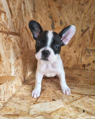 Bulldog francesi mondiali