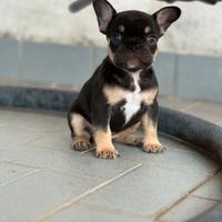 Bull dog francesi