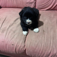 Cucciolo border collie