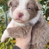 Border collie