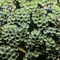 Salvinia Cucculata - Pianta Galeggiante Acquario