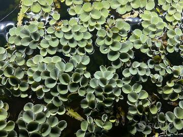 Salvinia Cucculata - Pianta Galeggiante Acquario