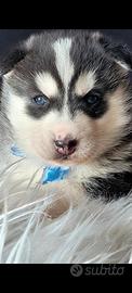 Siberian husky cucciolata con pedigree