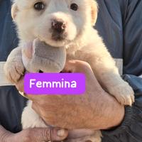 CUCCIOLI 2 MESI taglia media