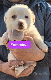 CUCCIOLI 2 MESI taglia media