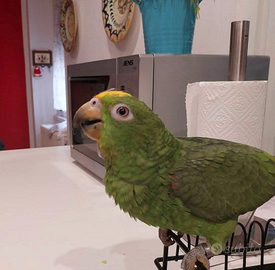 Pappagallo amazzone femmina