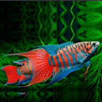 Macropodus opercularis pesci da acquario