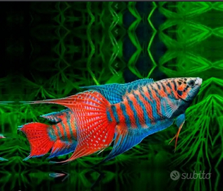 Macropodus opercularis pesci da acquario