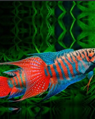 Macropodus opercularis pesci da acquario