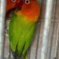 Inseparabili fischer soggetti singoli