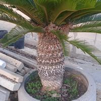 Cycas Revolutia