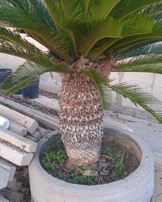 Cycas Revolutia