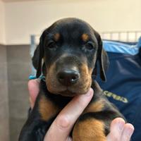 Dobermann Cuccioli
