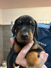 Dobermann Cuccioli