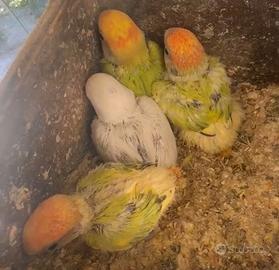 Pullo di inseparabile Roseicollis
