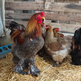 Galline brahma giganti