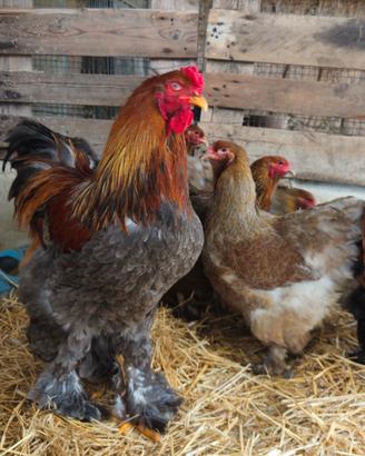 Galline brahma giganti