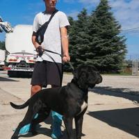 Cane corso maschio con pedigree