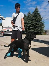 Cane corso maschio con pedigree