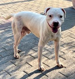 MALIBU' CANE METICCIO