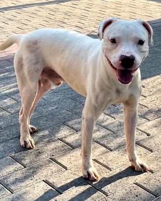 MALIBU' CANE METICCIO