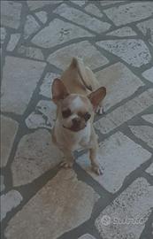 Chihuahua