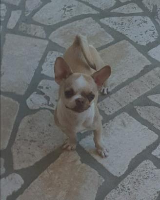 Chihuahua